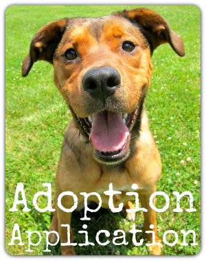 Dog Adoption Application