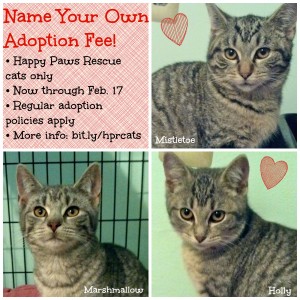 Name Your Own Adoption Fee cats 2